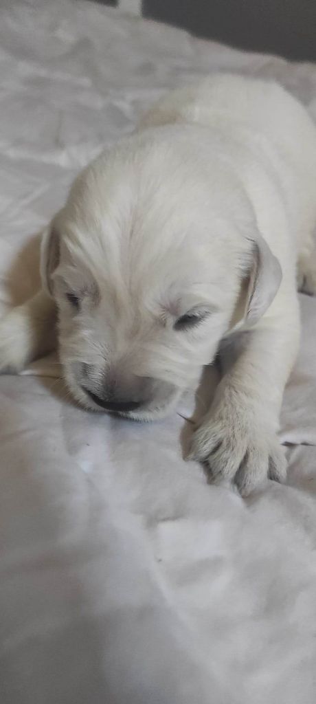 Des Lords Du Nord - Chiots disponibles - Golden Retriever