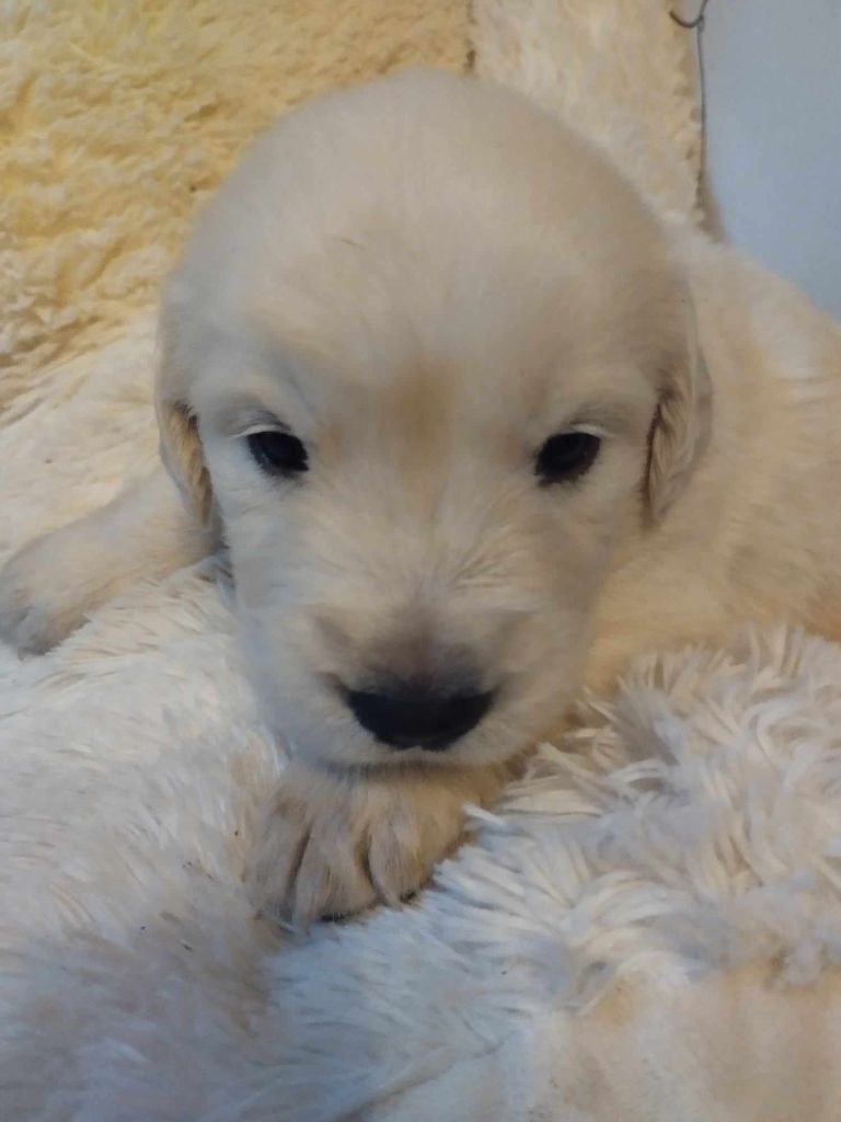 Des Lords Du Nord - Chiots disponibles - Golden Retriever